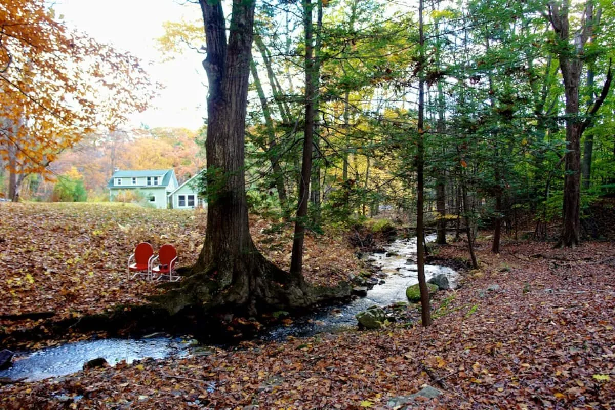 Creek running through bare trees and fallen autumn leaves.